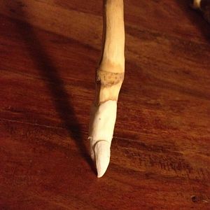 Facehugger limb