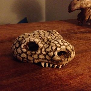 Gila monster skull