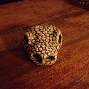 Gila monster skull