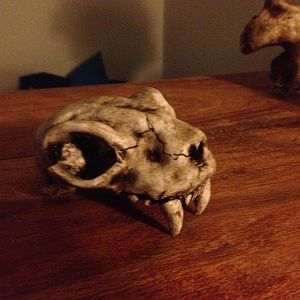 Mammalian skull