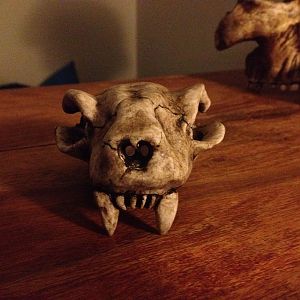 Mammalian skull