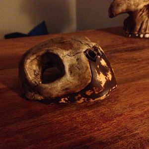 Turtle skull