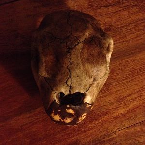 Turtle skull