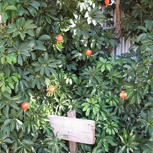 Dirigible plums in the garden 150212